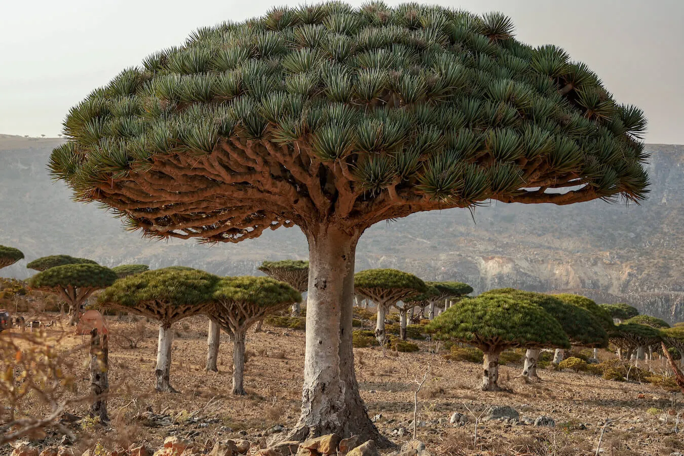 The unique Dragon Blood tree is a sight to behold on the Island of Socotra, Yemen. A popular destination for travel photographers.