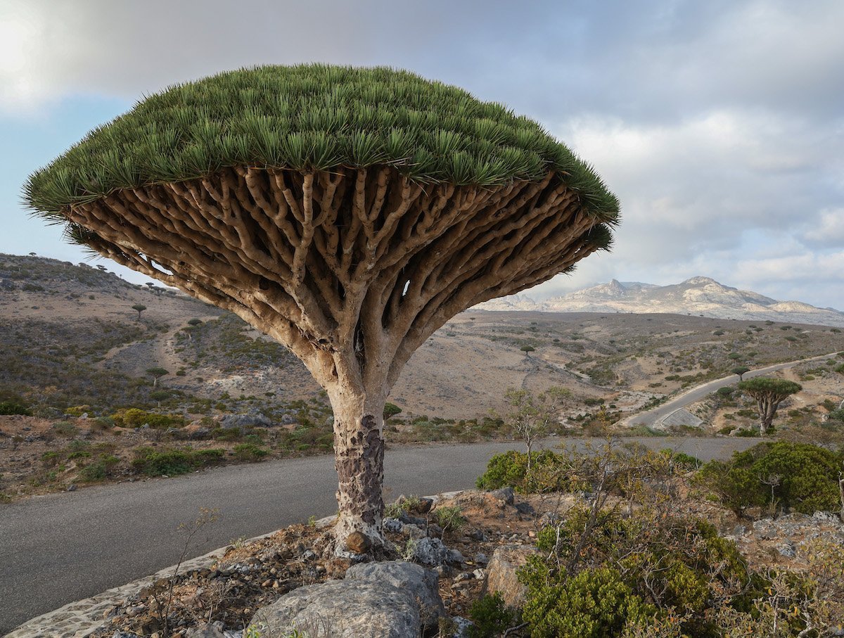 A photo of a lone dragon blood tree taken on our visit to Socotra Island in Yemen.